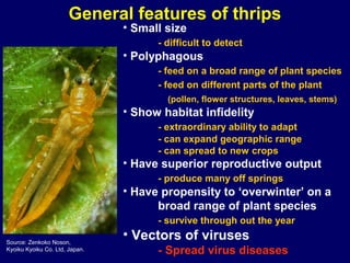 General features of thrips
                                • Small size
                                      - difficult to detect
                                • Polyphagous
                                      - feed on a broad range of plant species
                                      - feed on different parts of the plant
                                        (pollen, flower structures, leaves, stems)
                                • Show habitat infidelity
                                      - extraordinary ability to adapt
                                      - can expand geographic range
                                      - can spread to new crops
                                • Have superior reproductive output
                                      - produce many off springs
                                • Have propensity to ‘overwinter’ on a
                                      broad range of plant species
                                      - survive through out the year

Source: Zenkoko Noson,
                                • Vectors of viruses
Kyoiku Kyoiku Co. Ltd, Japan.         - Spread virus diseases
 