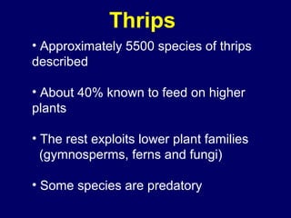 Thrips
• Approximately 5500 species of thrips
described

• About 40% known to feed on higher
plants

• The rest exploits lower plant families
  (gymnosperms, ferns and fungi)

• Some species are predatory
 