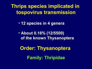 Thrips species implicated in
  tospovirus transmission

  • 12 species in 4 genera

  • About 0.16% (12/5500)
    of the known Thysanoptera

   Order: Thysanoptera
      Family: Thripidae
 