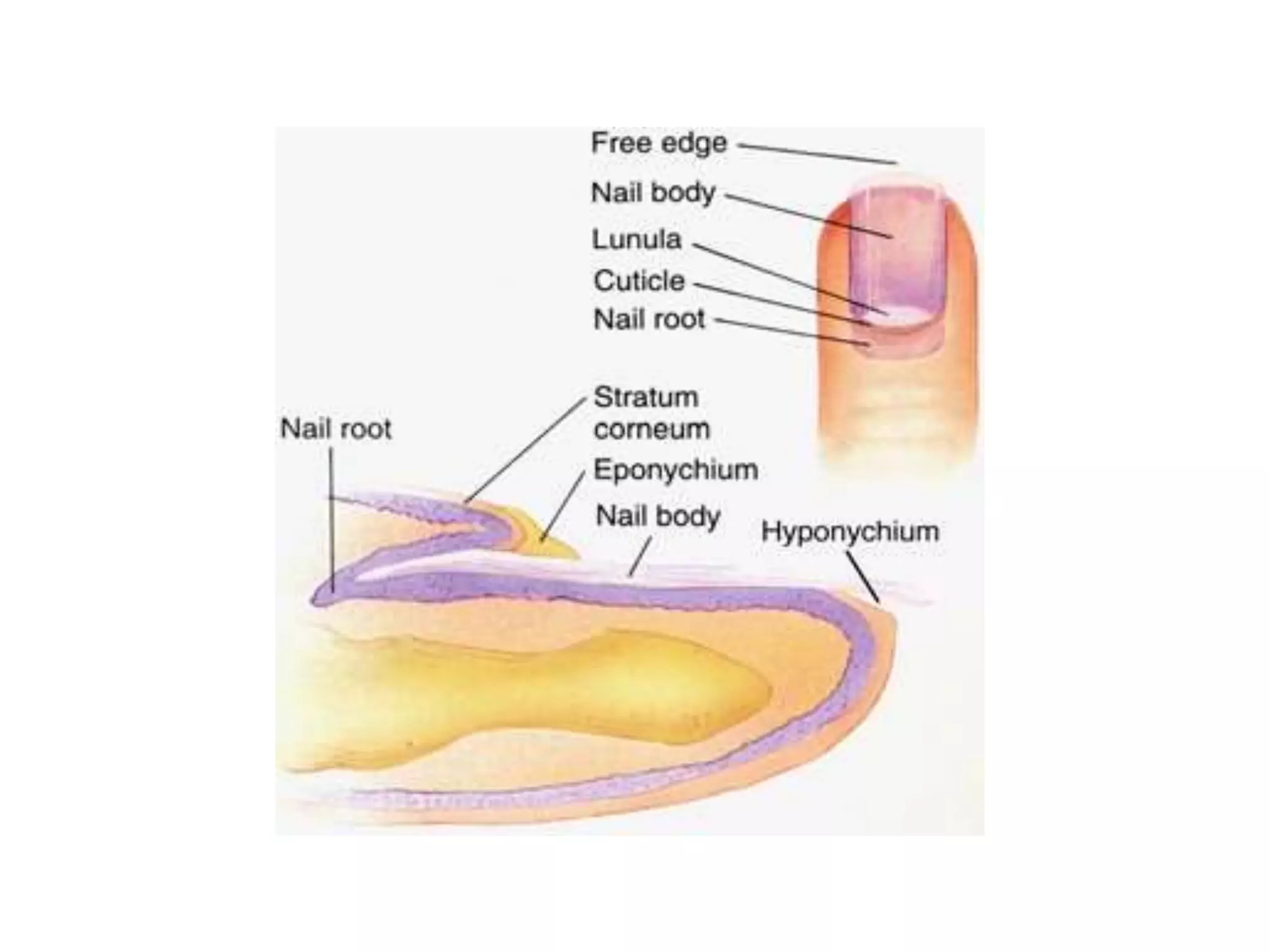 Toe Nail Roots nail anatomy.pptx