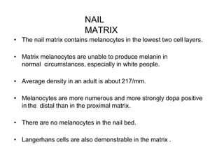 NAIL
MATRIX
• The nail matrix contains melanocytes in the lowest two cell layers.
• Matrix melanocytes are unable to produce melanin in
normal circumstances, especially in white people.
• Average density in an adult is about 217/mm.
• Melanocytes are more numerous and more strongly dopa positive
in the distal than in the proximal matrix.
• There are no melanocytes in the nail bed.
• Langerhans cells are also demonstrable in the matrix .
 