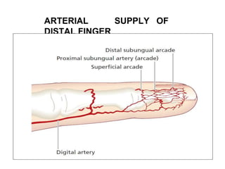ARTERIAL SUPPLY OF
DISTAL FINGER
 