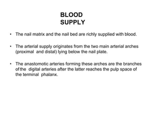 BLOOD
SUPPLY
• The nail matrix and the nail bed are richly supplied with blood.
• The arterial supply originates from the two main arterial arches
(proximal and distal) lying below the nail plate.
• The anastomotic arteries forming these arches are the branches
of the digital arteries after the latter reaches the pulp space of
the terminal phalanx.
 