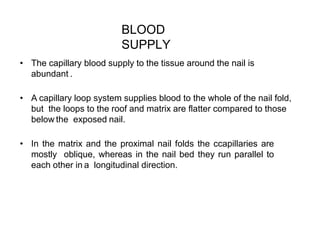 BLOOD
SUPPLY
• The capillary blood supply to the tissue around the nail is
abundant .
• A capillary loop system supplies blood to the whole of the nail fold,
but the loops to the roof and matrix are flatter compared to those
below the exposed nail.
• In the matrix and the proximal nail folds the ccapillaries are
mostly oblique, whereas in the nail bed they run parallel to
each other in a longitudinal direction.
 
