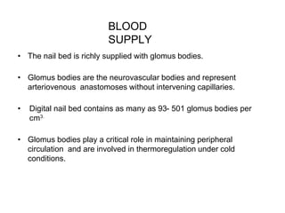 BLOOD
SUPPLY
• The nail bed is richly supplied with glomus bodies.
• Glomus bodies are the neurovascular bodies and represent
arteriovenous anastomoses without intervening capillaries.
• Digital nail bed contains as many as 93- 501 glomus bodies per
cm3.
• Glomus bodies play a critical role in maintaining peripheral
circulation and are involved in thermoregulation under cold
conditions.
 