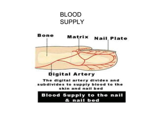 BLOOD
SUPPLY
 