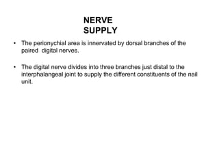 NERVE
SUPPLY
• The perionychial area is innervated by dorsal branches of the
paired digital nerves.
• The digital nerve divides into three branches just distal to the
interphalangeal joint to supply the different constituents of the nail
unit.
 