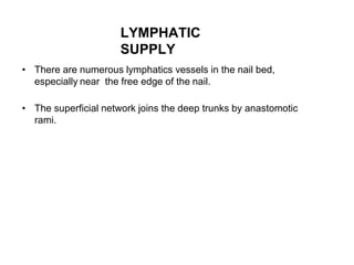 LYMPHATIC
SUPPLY
• There are numerous lymphatics vessels in the nail bed,
especially near the free edge of the nail.
• The superficial network joins the deep trunks by anastomotic
rami.
 