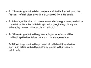 • At 13 weeks gestation bthe proximal nail fold is formed band the
first sign of nail plate growth are observed from the lanula.
• At this stage the stratum corneum and stratum granulosum start to
materialize from the nail field epithelium,beginning distally and
advancing towards the proximal nail fold.
• At 18 weeks gestation the granular layer recedes and the
nail bed epithelium takes on a post natal appearance.
• At 20 weeks gestation the process of cellular differentiation
and maturation within the matrix is similar to that seen in
adult nails.
 