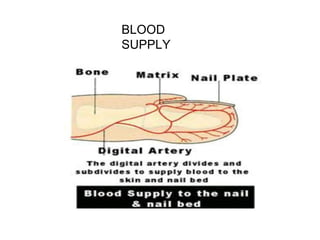 Aggregate more than 71 blood supply of nail super hot