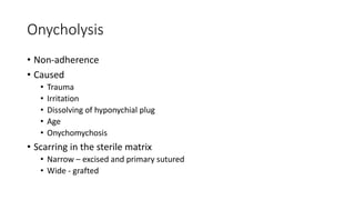 Onycholysis
• Non-adherence
• Caused
• Trauma
• Irritation
• Dissolving of hyponychial plug
• Age
• Onychomychosis
• Scarring in the sterile matrix
• Narrow – excised and primary sutured
• Wide - grafted
 