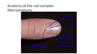 Anatomy of the nail complex
Macroanatomy
 