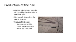 Production of the nail
• Onchyn – keratinous material
produced by the death of the
germinal cells
• Nail growth slows after the
age of 30 years
• Produced in 3 areas
• Germinal matrix – 90%
• Sterile matrix – adherence
• Dorsal roof – nail shine
 