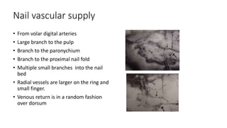 Nail vascular supply
• From volar digital arteries
• Large branch to the pulp
• Branch to the paronychium
• Branch to the proximal nail fold
• Multiple small branches into the nail
bed
• Radial vessels are larger on the ring and
small finger.
• Venous return is in a random fashion
over dorsum
 