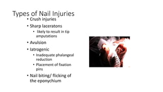 Types of Nail Injuries
• Crush injuries
• Sharp laceratons
• likely to result in tip
amputations
• Avulsion
• Iatrogenic
• Inadequate phalangeal
reduction
• Placement of fixation
pins
• Nail biting/ flicking of
the eponychium
 