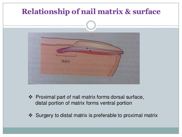 nail matrix Nail biopsy nail matrix Nail biopsy