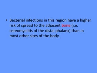 • Bacterial infections in this region have a higher
risk of spread to the adjacent bone (i.e.
osteomyelitis of the distal phalanx) than in
most other sites of the body.
 