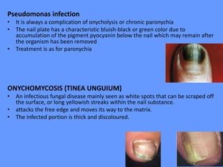 Pseudomonas infection
• It is always a complication of onycholysis or chronic paronychia
• The nail plate has a characteristic bluish-black or green color due to
accumulation of the pigment pyocyanin below the nail which may remain after
the organism has been removed
• Treatment is as for paronychia
ONYCHOMYCOSIS (TINEA UNGUIUM)
• An infectious fungal disease mainly seen as white spots that can be scraped off
the surface, or long yellowish streaks within the nail substance.
• attacks the free edge and moves its way to the matrix.
• The infected portion is thick and discoloured.
 