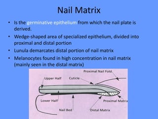 Nail Matrix
• Is the germinative epithelium from which the nail plate is
derived.
• Wedge-shaped area of specialized epithelium, divided into
proximal and distal portion
• Lunula demarcates distal portion of nail matrix
• Melanocytes found in high concentration in nail matrix
(mainly seen in the distal matrix)
 