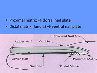 • Proximal matrix → dorsal nail plate
• Distal matrix (lunula) → ventral nail plate
 