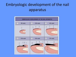Embryologic development of the nail
apparatus
 