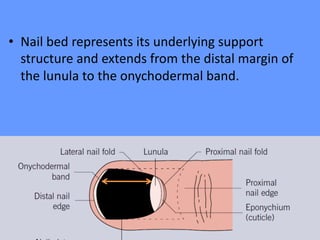 • Nail bed represents its underlying support
structure and extends from the distal margin of
the lunula to the onychodermal band.
 