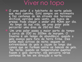 O  urso  polar  é  o  habitante  do  norte  gelado  que  mais  caminha.  Está  sempre  em  movimento  e  faz  centenas  de  km  através  dos  terrenos  Árcticos  varridos  pelo  vento,  em  busca  de  presas.  Pode  chegar  a  andar  até  40km  por  dia.  Ao  longo  da  sua  vida,  um  urso  polar  pode  percorrer  uma  área  de  260 mil  km2. Um  urso  polar  passa  a  maior  parte  do  tempo  a  cerca  de  200  ou  300km  da  margem.  O  Inverno  é  um  tempo  de  abundância,  quando  o  gelo  avança  para  fora  da  terra  firme.  Eles  estão  mais  activos  de  noite;  seguem  as  extremidades  do  gelo  e  caçam  ao  longo  dos  canais  que  se  formam  entre  os  bancos  de  gelo.  No  Verão,  quando  as  temperaturas  quentes  fazem  o  gelo  derreter,  ele  percorre  várias  centenas  de  km  em  direcção  a  norte. 