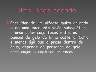 Possuidor  de  um  olfacto  muito  apurado  e  de  uma  excelente  visão  subaquática,  o  urso  polar  caça  focas  entre  os  bancos  de  gelo  da  linha  costeira.  Como é  menos  ágil  que  a  presa  dentro  de  água,  depende  da  presença  do  gelo  para  caçar  e  capturar  as  focas. 