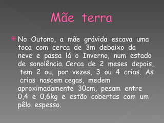 No  Outono,  a  mãe  grávida  escava  uma  toca  com  cerca  de  3m  debaixo  da  neve  e  passa  lá  o  Inverno,  num  estado  de  sonolência. Cerca  de  2  meses  depois,  tem  2  ou,  por  vezes,  3  ou  4  crias.  As  crias  nascem cegas,  medem aproximadamente  30cm,  pesam  entre  0,4  e  0,6kg  e  estão  cobertas  com  um  pêlo  espesso.  