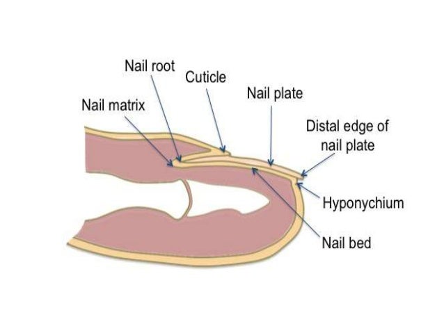 Anatomy of Nail And Applied Aspects