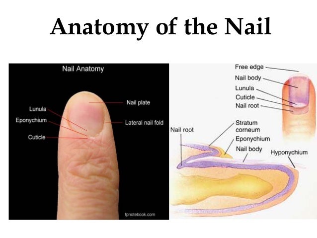 1. Human Anatomy Nail Art Designs - wide 9