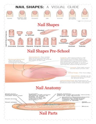 Nail Shapes
Nail Shapes Pre-School
Nail Anatomy
Nail Parts
 