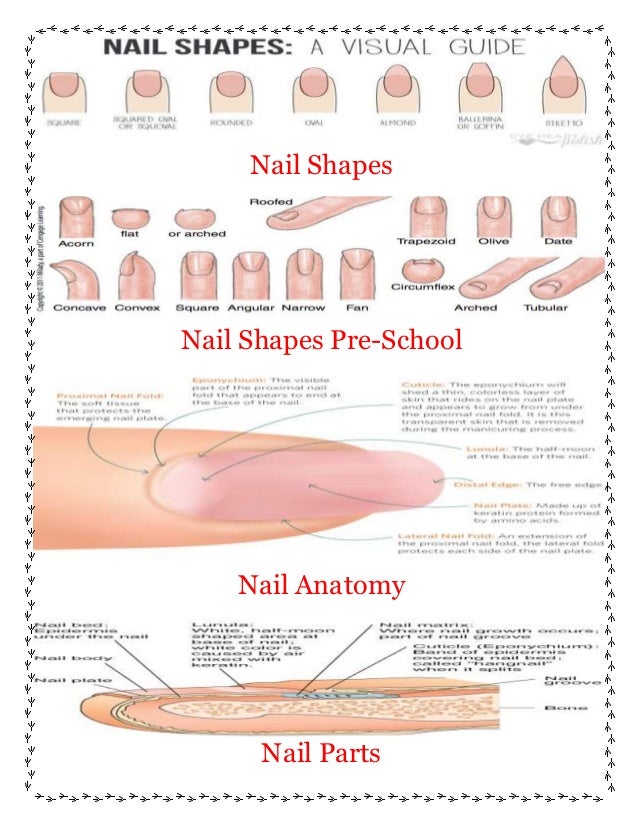 Nail Diagram Labeling Nail shapes