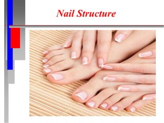 Nail Structure
 