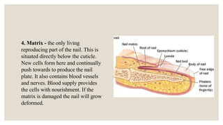 Nail Structures and Shapes.pptx gRADE7 T | PPTX