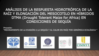 ANÁLISIS DE LA RESPUESTA HIDROTRÓPICA DE LA
RAÍZ Y ELONGACIÓN DEL MESOCOTILO EN HÍBRIDOS
DTMA (Drought Tolerant Maize for Africa) EN
CONDICIONES DE SEQUÍA
Proyecto:
"MEJORAMIENTO DE LA EVASIÓN A LA SEQUÍA Y AL CALOR EN MAÍZ POR GENÓMICA ECOLÓGICA "
 