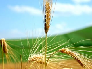 Nairovis
