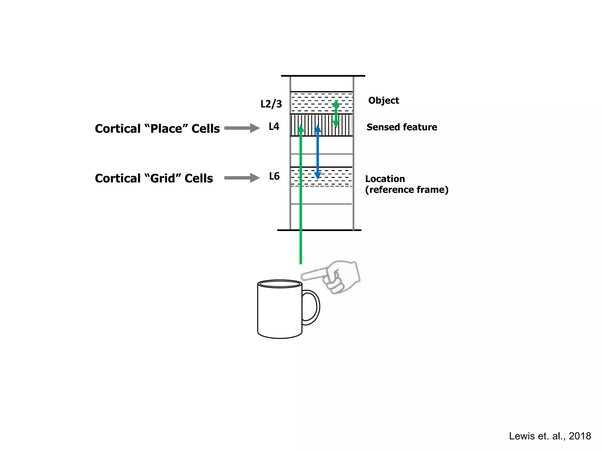 L2/3
L4
L6
Object
Sensed feature
Cortical “Grid” Cells
Lewis et. al., 2018
Location
(reference frame)
Cortical “Place” Cells
 