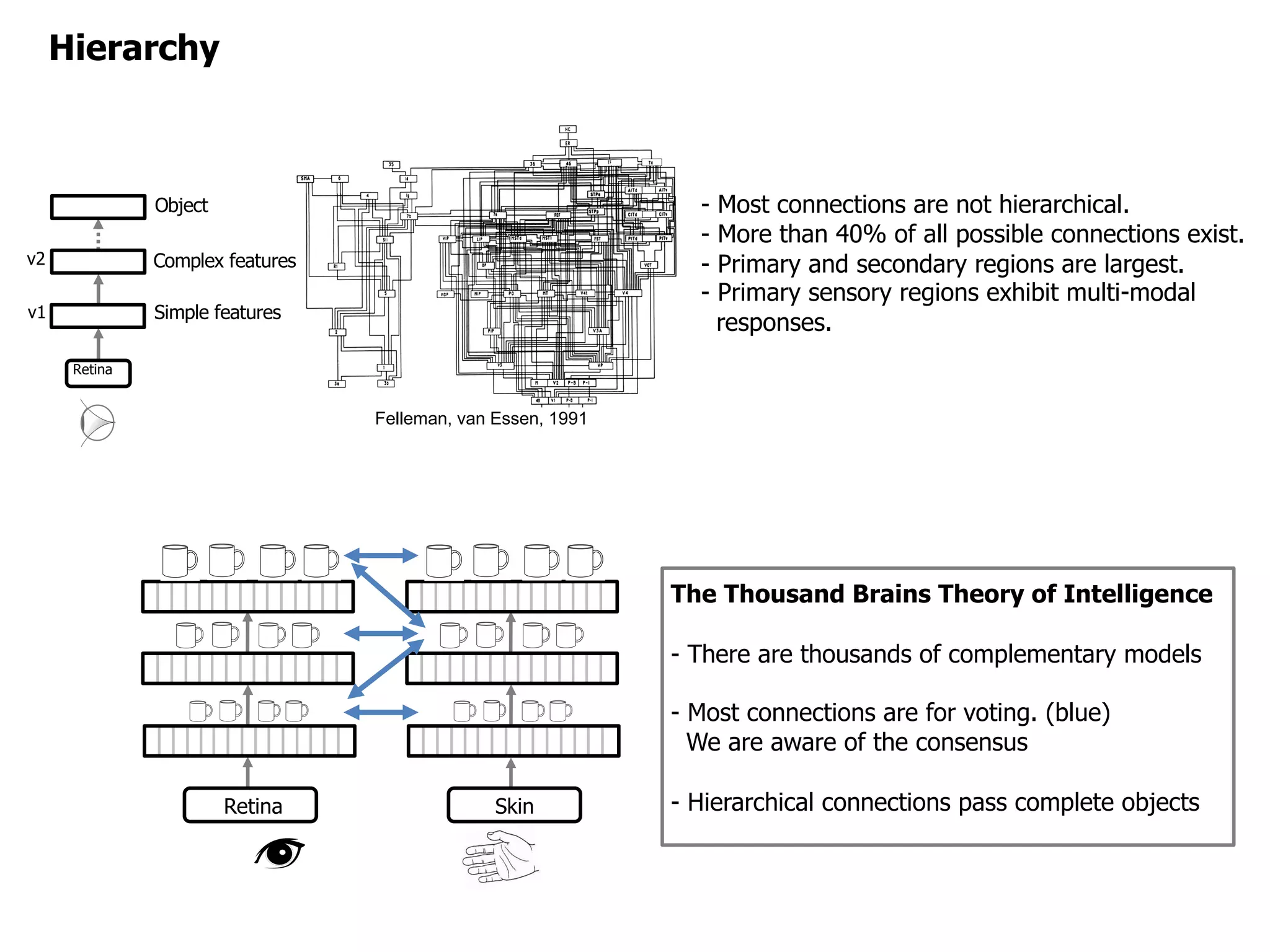 Felleman, van Essen, 1991
Retina
Simple features
Complex features
Object
v1
v2
Hierarchy
- Most connections are not hierarchical.
- More than 40% of all possible connections exist.
- Primary and secondary regions are largest.
- Primary sensory regions exhibit multi-modal
responses.
Retina Skin
The Thousand Brains Theory of Intelligence
- There are thousands of complementary models
- Most connections are for voting. (blue)
We are aware of the consensus
- Hierarchical connections pass complete objects
 