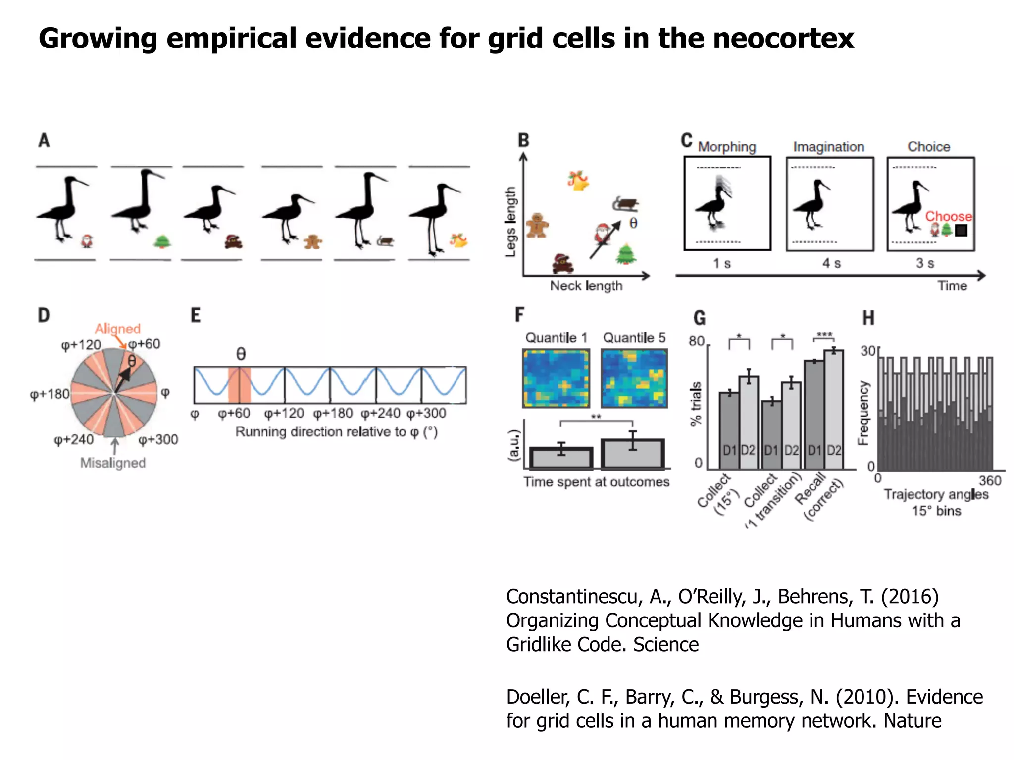 Doeller, C. F., Barry, C., & Burgess, N. (2010). Evidence
for grid cells in a human memory network. Nature
Growing empirical evidence for grid cells in the neocortex
Constantinescu, A., O’Reilly, J., Behrens, T. (2016)
Organizing Conceptual Knowledge in Humans with a
Gridlike Code. Science
 
