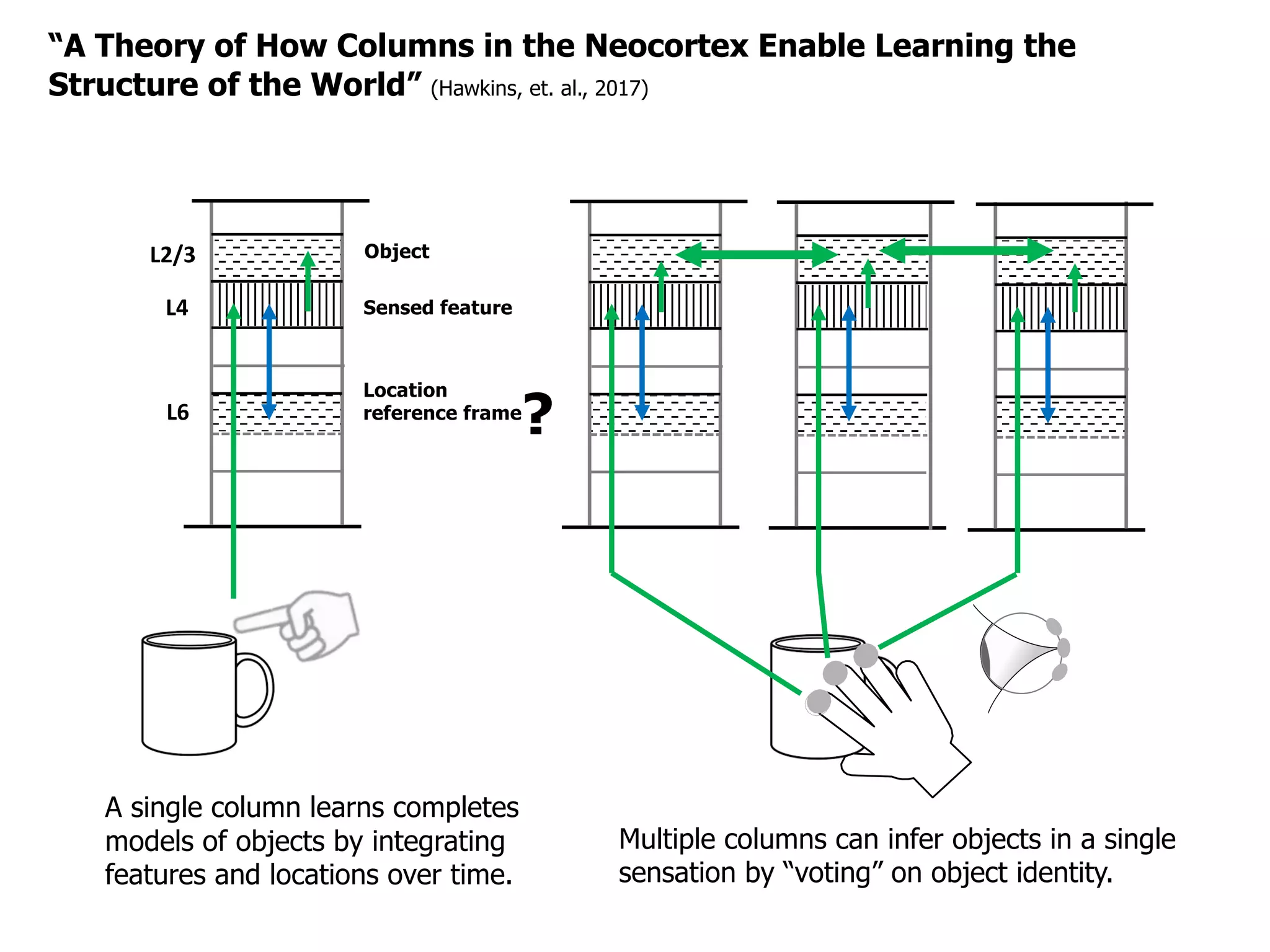 L2/3
L4
L6
Location
reference frame
Object
A single column learns completes
models of objects by integrating
features and locations over time.
“A Theory of How Columns in the Neocortex Enable Learning the
Structure of the World” (Hawkins, et. al., 2017)
Multiple columns can infer objects in a single
sensation by “voting” on object identity.
?
Sensed feature
 