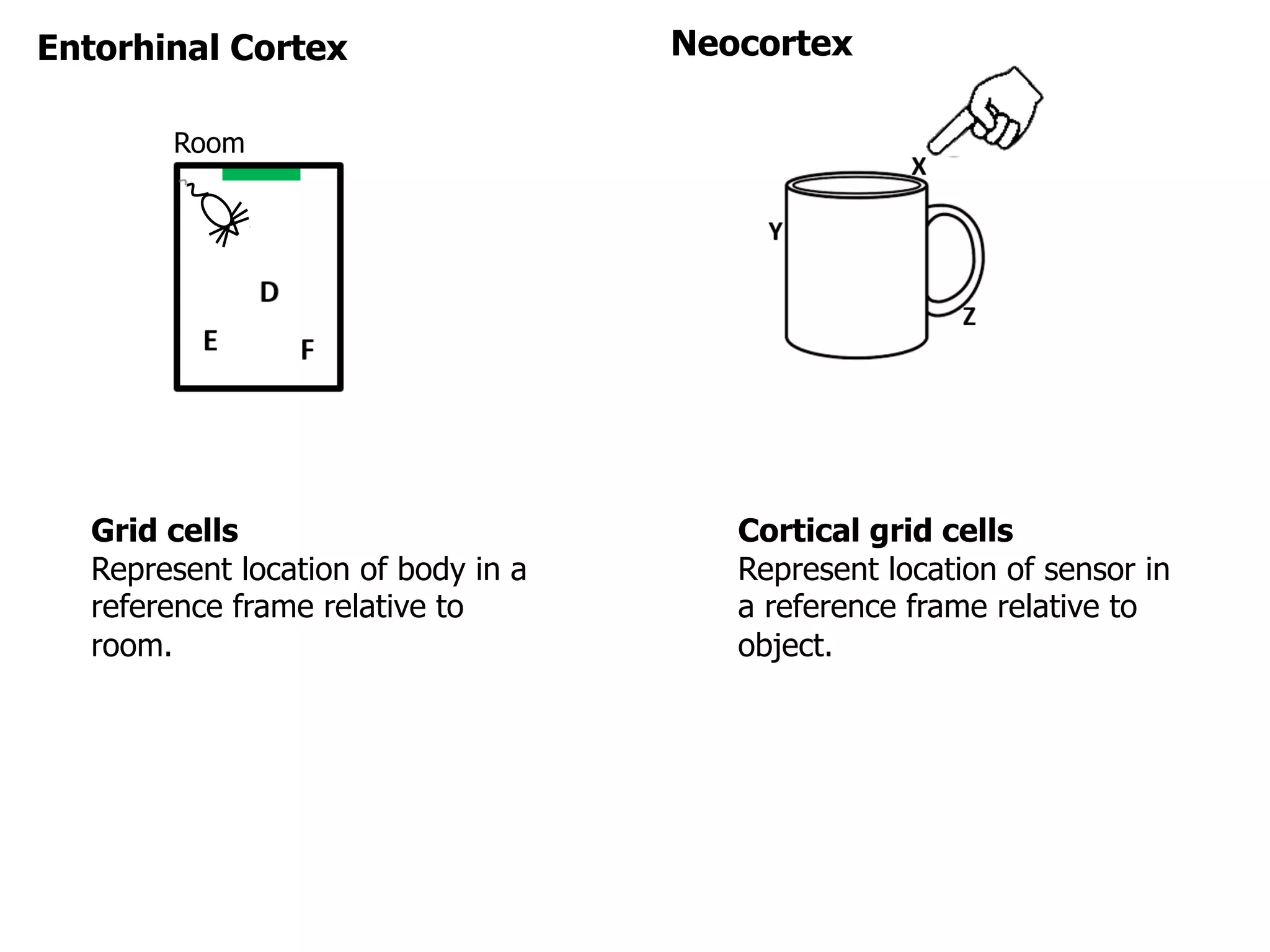 Entorhinal Cortex
Room
Neocortex
Grid cells
Represent location of body in a
reference frame relative to
room.
Cortical grid cells
Represent location of sensor in
a reference frame relative to
object.
 