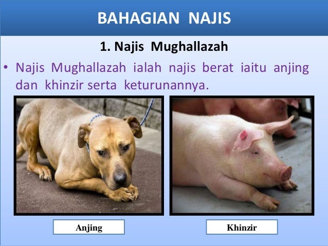 Cara Mencuci Najis Mughallazah Cara Mencuci Najis Mughallazah - malaybicycle