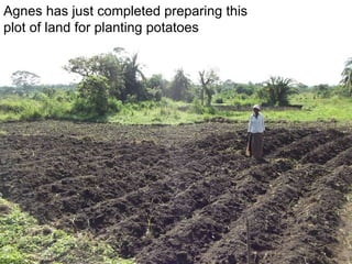 Agnes has just completed preparing this  plot of land for planting potatoes 