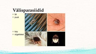 Välisparasiidid
 