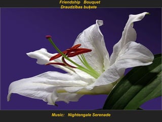 Music:  Nightengale Serenade Friendship  Bouquet Draudzības buķete  