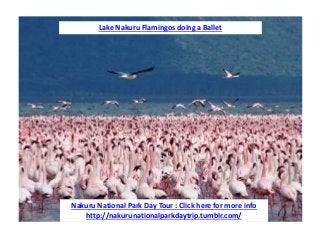 Lake Nakuru Flamingos doing a Ballet 
Nakuru National Park Day Tour : Click here for more info 
http://nakurunationalparkdaytrip.tumblr.com/ 
