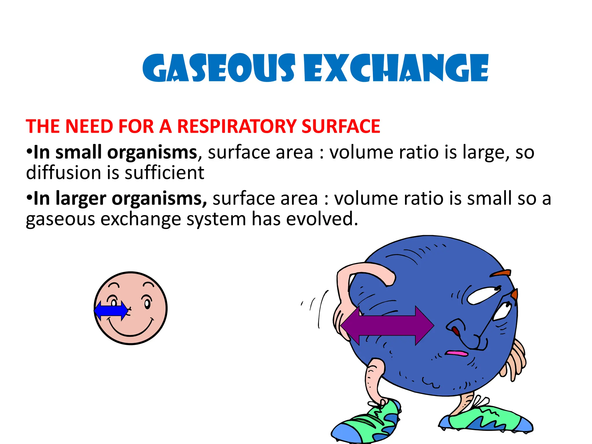 GASEOUS EXCHANGE
THE NEED FOR A RESPIRATORY SURFACE
&bull;In small organisms, surface area : volume ratio is large, so
diffusion is sufficient
&bull;In larger organisms, surface area : volume ratio is small so a
gaseous exchange system has evolved.
 