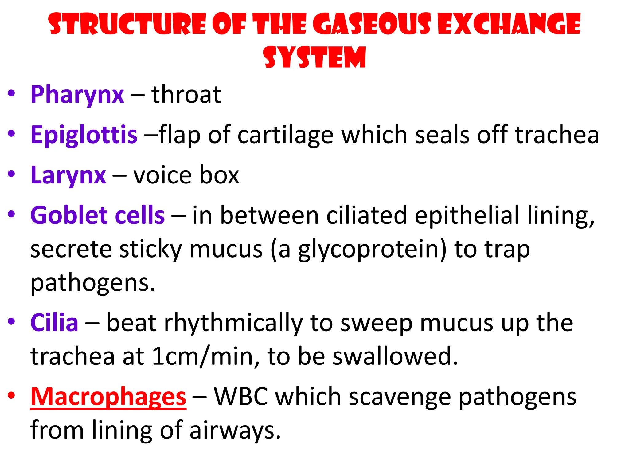 Structure of the gaseous exchange
system
&bull; Pharynx &ndash; throat
&bull; Epiglottis &ndash;flap of cartilage which seals off trachea
&bull; Larynx &ndash; voice box
&bull; Goblet cells &ndash; in between ciliated epithelial lining,
secrete sticky mucus (a glycoprotein) to trap
pathogens.
&bull; Cilia &ndash; beat rhythmically to sweep mucus up the
trachea at 1cm/min, to be swallowed.
&bull; Macrophages &ndash; WBC which scavenge pathogens
from lining of airways.
 