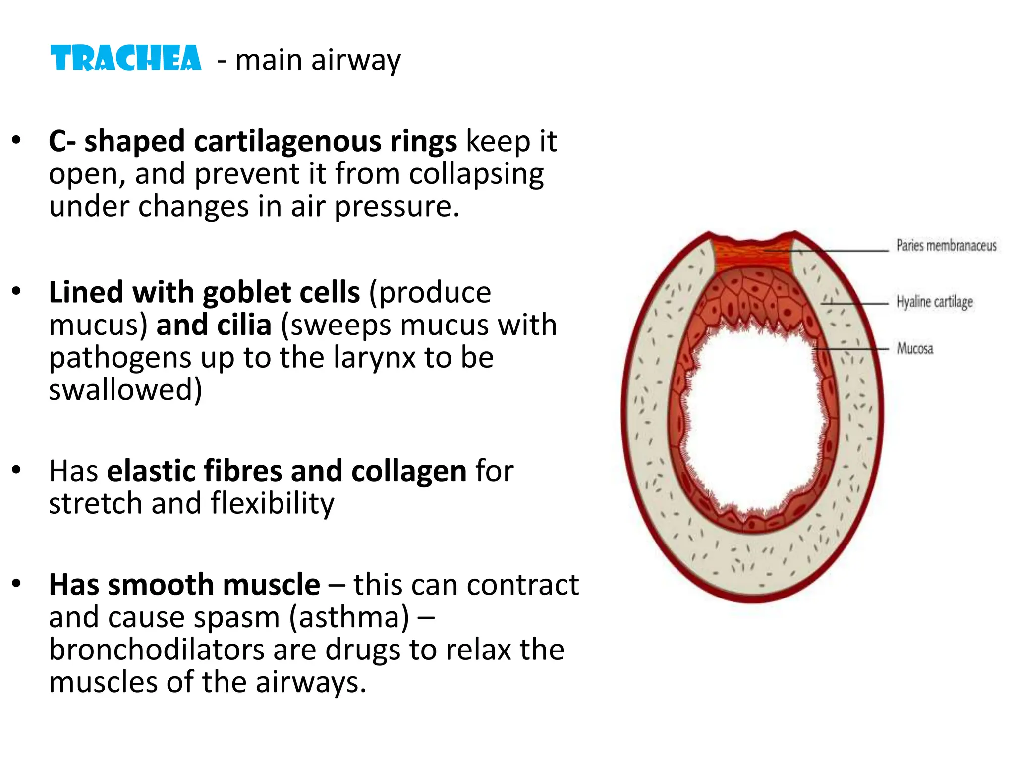 Trachea - main airway
&bull; C- shaped cartilagenous rings keep it
open, and prevent it from collapsing
under changes in air pressure.
&bull; Lined with goblet cells (produce
mucus) and cilia (sweeps mucus with
pathogens up to the larynx to be
swallowed)
&bull; Has elastic fibres and collagen for
stretch and flexibility
&bull; Has smooth muscle &ndash; this can contract
and cause spasm (asthma) &ndash;
bronchodilators are drugs to relax the
muscles of the airways.
 